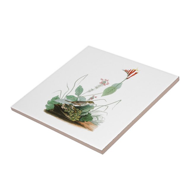 Henslow's Bunting John Audubon Birds of America Tile (Side)