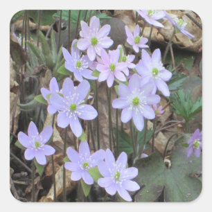 Hepatica Wildflower Plant Square Sticker
