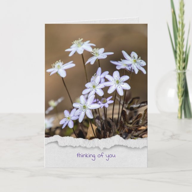 hepatica wildflower thinking of you card (Front)
