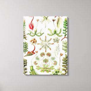 Hepaticae Lebermoose by Ernst Haeckel Canvas Print