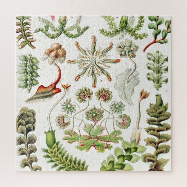 Hepaticae Lebermoose by Ernst Haeckel Jigsaw Puzzle (Vertical)