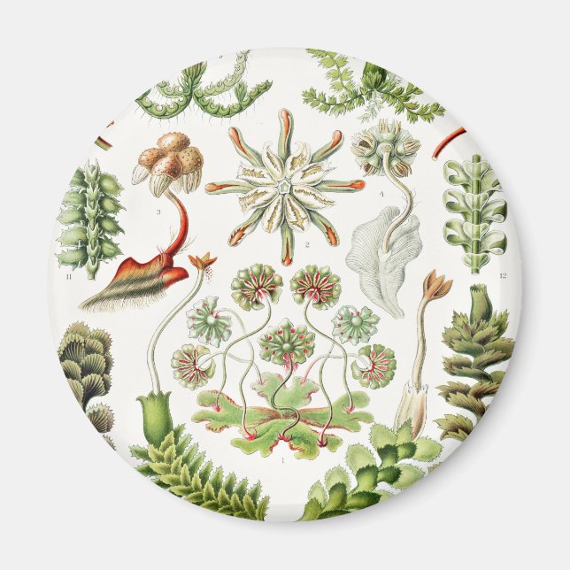 Hepaticae Lebermoose by Ernst Haeckel Magnet (Front)