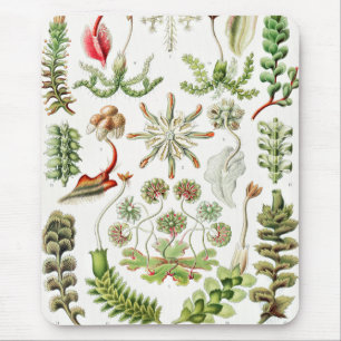Hepaticae Lebermoose by Ernst Haeckel Mouse Mat