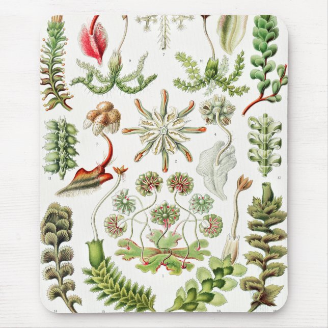 Hepaticae Lebermoose by Ernst Haeckel Mouse Mat (Front)