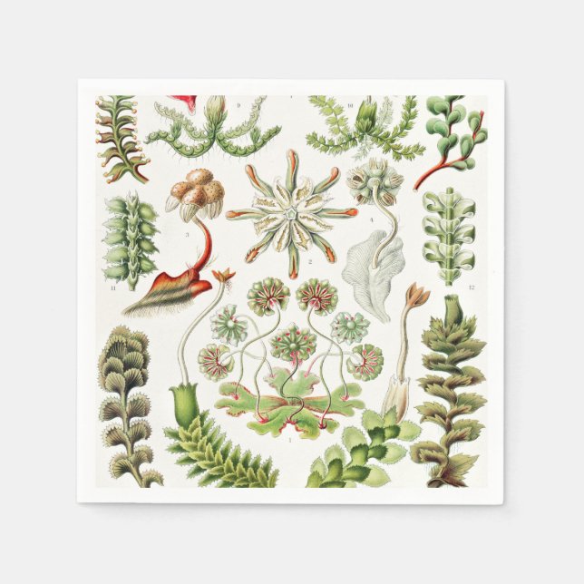 Hepaticae Lebermoose by Ernst Haeckel Napkin (Front)
