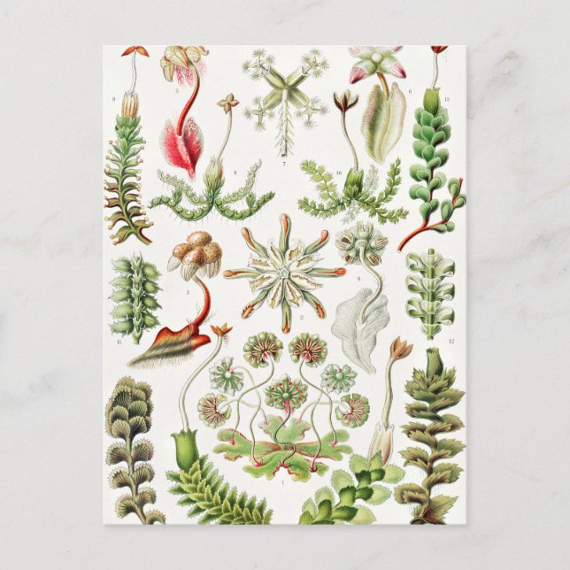 Hepaticae Lebermoose by Ernst Haeckel Postcard (Front)