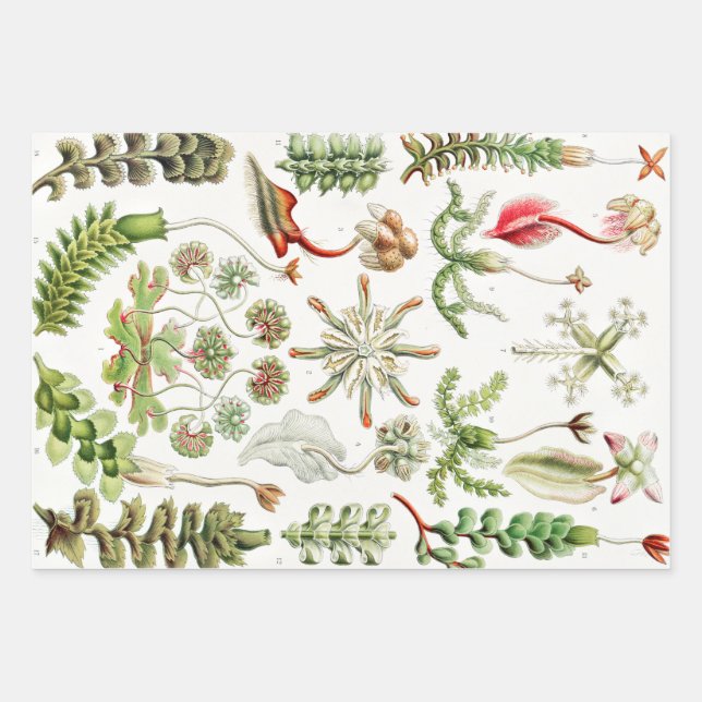 Hepaticae Lebermoose by Ernst Haeckel Wrapping Paper Sheet (Front)