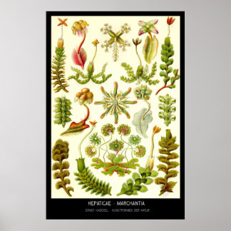 Hepaticae-Marchantia – Plate 82 - Kunstformen der Poster