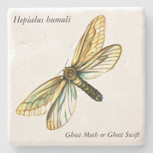 Hepialus humuli female - Ghost Moth or Ghost Swift Stone Coaster