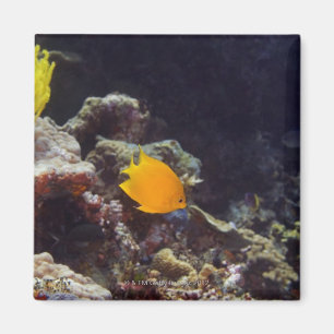 Herald's angelfish (Centropyge heraldi) swimming Magnet