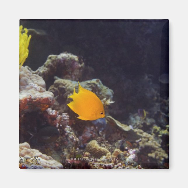 Herald's angelfish (Centropyge heraldi) swimming Magnet (Front)