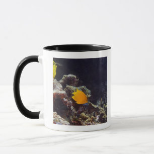 Herald's angelfish (Centropyge heraldi) swimming Mug