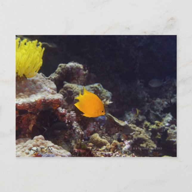 Herald's angelfish (Centropyge heraldi) swimming Postcard (Front)