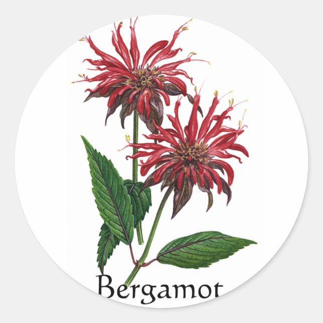 Herb Garden Series - Bergamot Classic Round Sticker (Front)