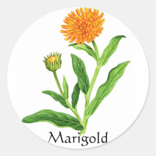 Herb Garden Series - Marigold Classic Round Sticker