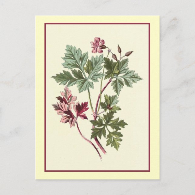 "Herb Robert" Botanical Illustration Postcard (Front)