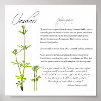 Herbal Apothecary: Cleavers | Value Paper Poster