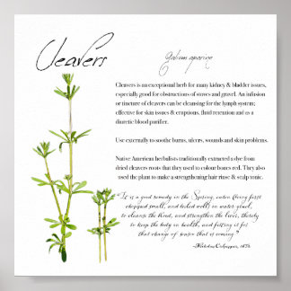 Herbal Apothecary: Cleavers | Value Paper Poster