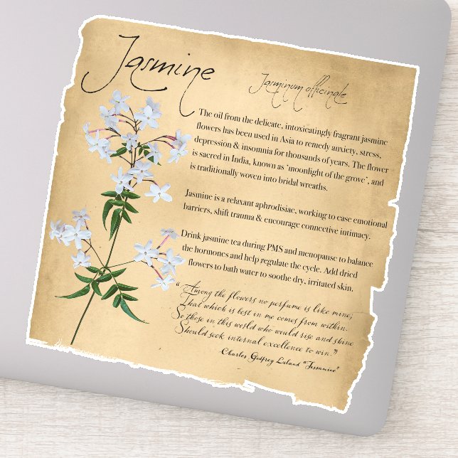 Herbal Apothecary: Jasmine | Botanical Sticker (Detail)