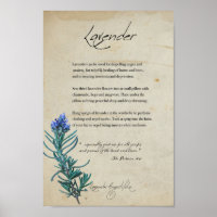 Herbal Apothecary: Lavender | Botanical Poster