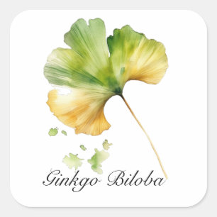 Herbal Life: Ginkgo Biloba leaf customisable Square Sticker