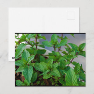 Herbal Mint Plant Postcard