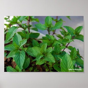 Herbal Mint Plant Poster