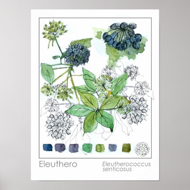 Herbalist Eleuthero Medicinal Herb Watercolor Poster (Front)