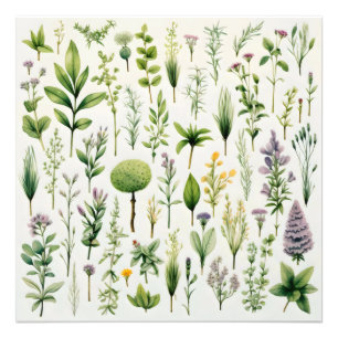 Herbarium Plants Photo Print