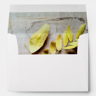 Herbarium V Envelopes