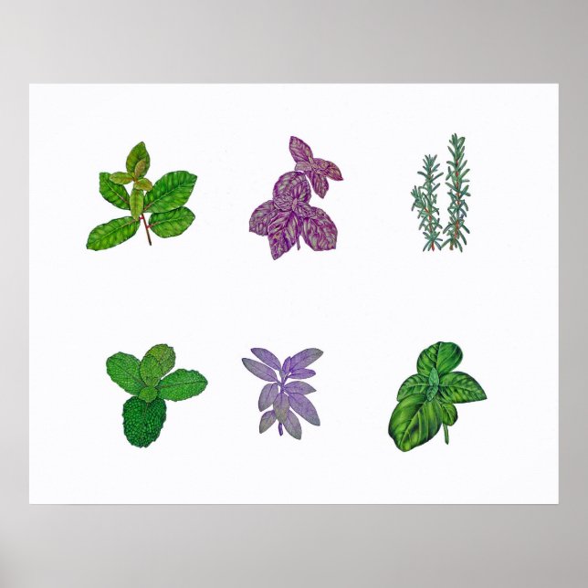 Herbs in watercolour poster (Front)