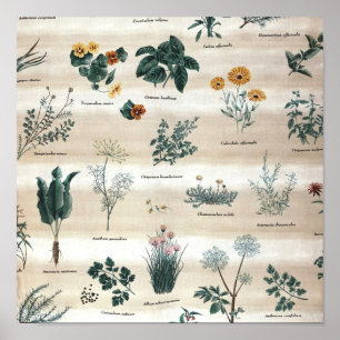 Herbs Plants Flowers Poster