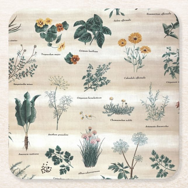 Herbs Plants Flowers Square Paper Coaster (Front)