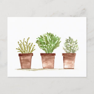 Herbs sage, rosemary, thyme garden postcard