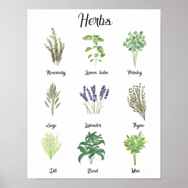 Herbs Watercolor Sage Thyme Rosemary Kitchen  Poster (Front)