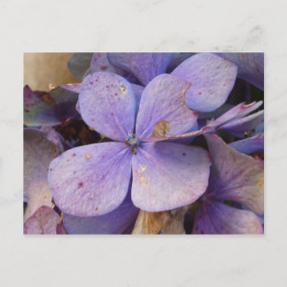 Herbst - Postkarte (Hortensia) Postcard