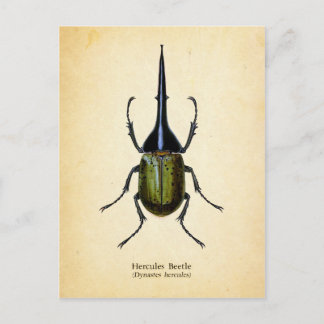 Hercules beetle postcard