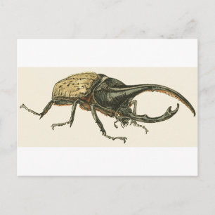 Hercules Beetle Postcard