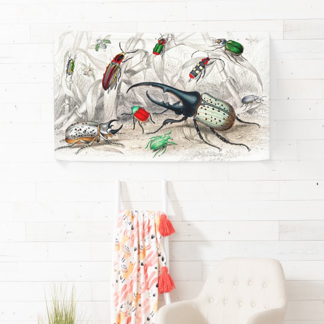 Hercules Beetle, Scarabaeus Tityus, Striped Banner (Insitu)