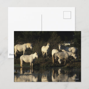 Herd Camargue Ponies Standing In Water Postcard