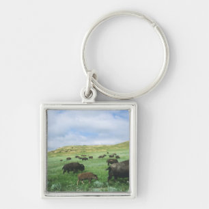Herd of bison graze prairie grass at Theodore Key Ring