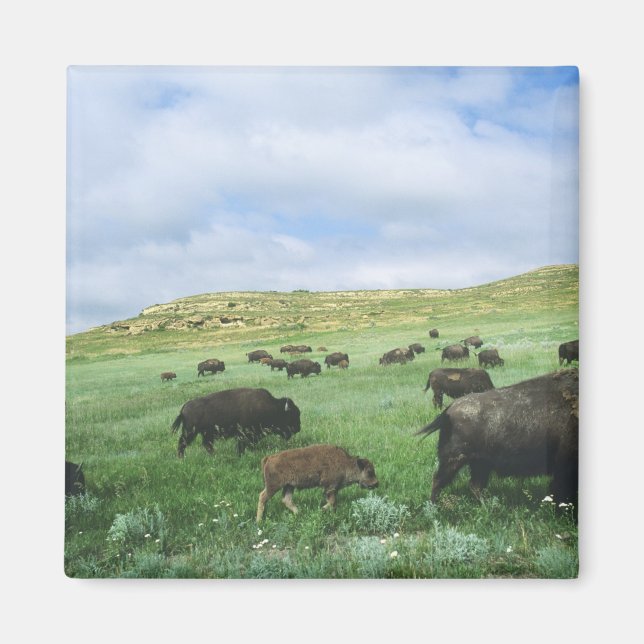 Herd of bison graze prairie grass at Theodore Magnet (Front)