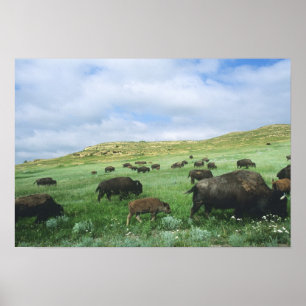 Herd of bison graze prairie grass at Theodore Poster