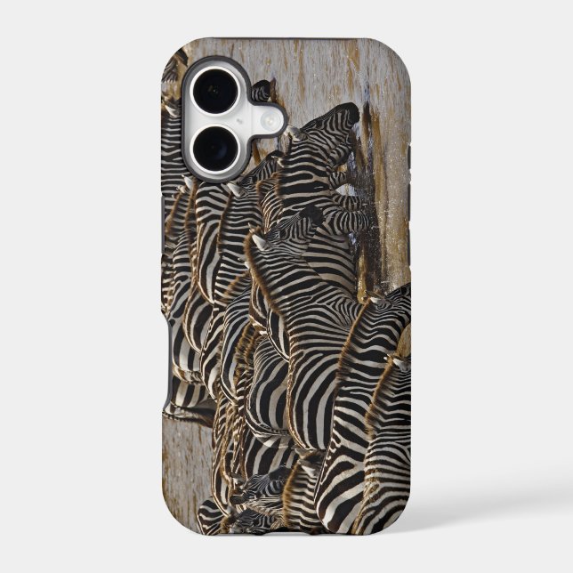 Herd of Burchell's Zebras drinking from Mara (Back)