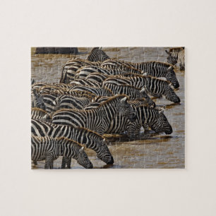 Herd of Burchell's Zebras drinking from Mara Jigsaw Puzzle