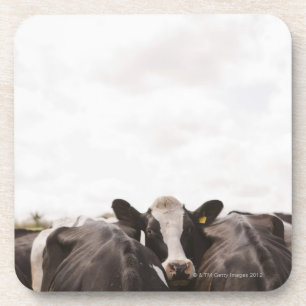 Herd of cattle and overcast sky 2 coaster