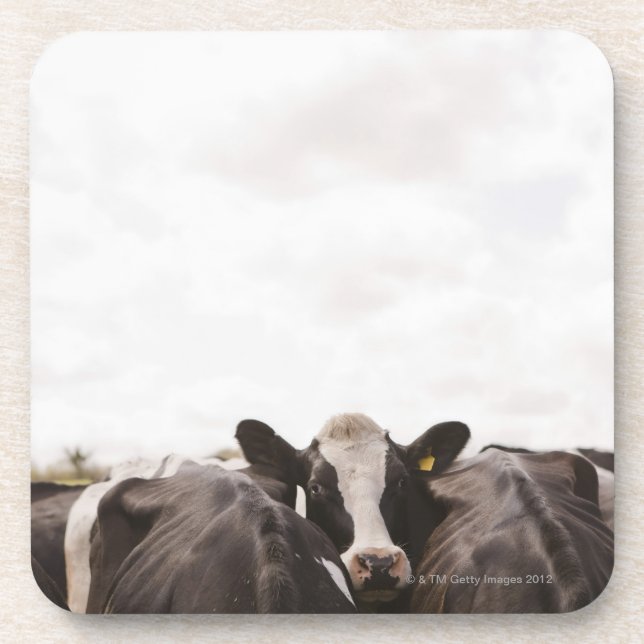 Herd of cattle and overcast sky 2 coaster (Front)