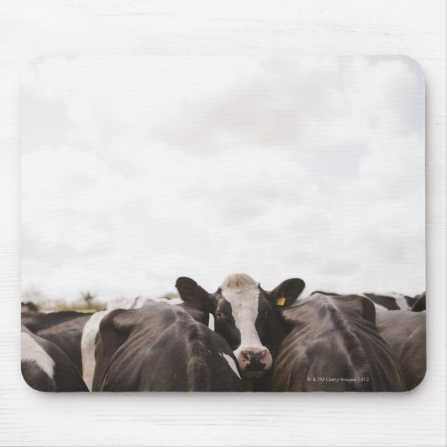 Herd of cattle and overcast sky mouse mat (Front)