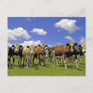 Herd of cattle and overcast sky postcard