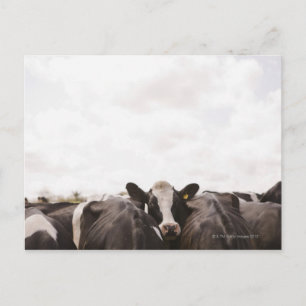 Herd of cattle and overcast sky postcard
